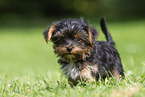 Biewer Yorkshire Terrier Puppy