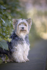 small Biewer Yorkshire Terrier