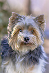 small Biewer Yorkshire Terrier