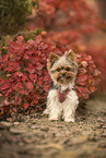 Biewer Yorkshire Terrier