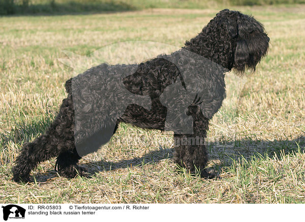 stehender Schwarzer Russischer Terrier / standing black russian terrier / RR-05803