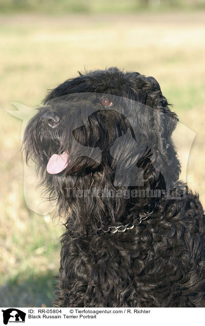 Schwarzer Russischer Terrier / Black Russain Terrier Portrait / RR-05804