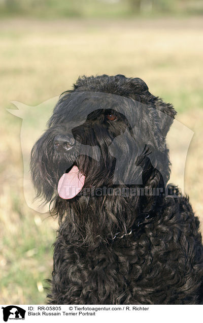 Schwarzer Russischer Terrier / Black Russain Terrier Portrait / RR-05805