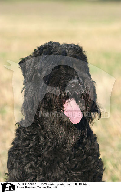 Black Russain Terrier Portrait / RR-05806
