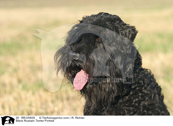 Schwarzer Russischer Terrier / Black Russain Terrier Portrait / RR-05809