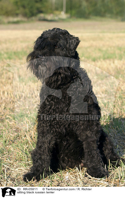 sitzender Schwarzer Russischer Terrier / sitting black russian terrier / RR-05811