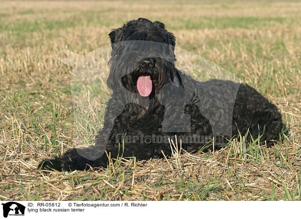 liegender Schwarzer Russischer Terrier / lying black russian terrier / RR-05812