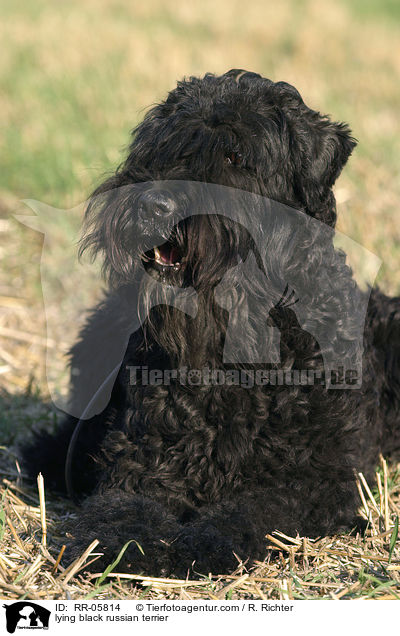 lying black russian terrier / RR-05814