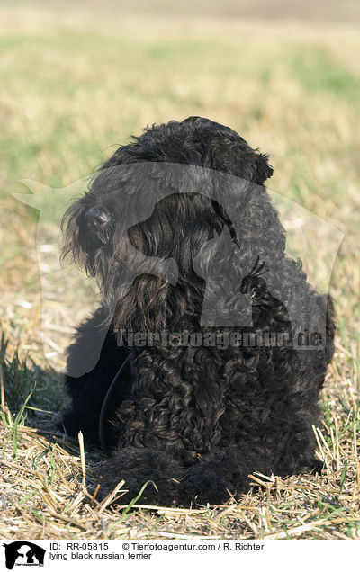 liegender Schwarzer Russischer Terrier / lying black russian terrier / RR-05815