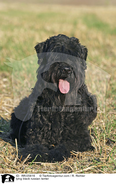 liegender Schwarzer Russischer Terrier / lying black russian terrier / RR-05816