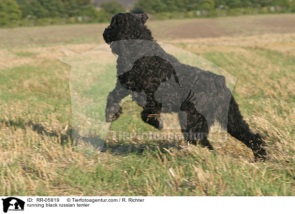 rennender Schwarzer Russischer Terrier / running black russian terrier / RR-05819