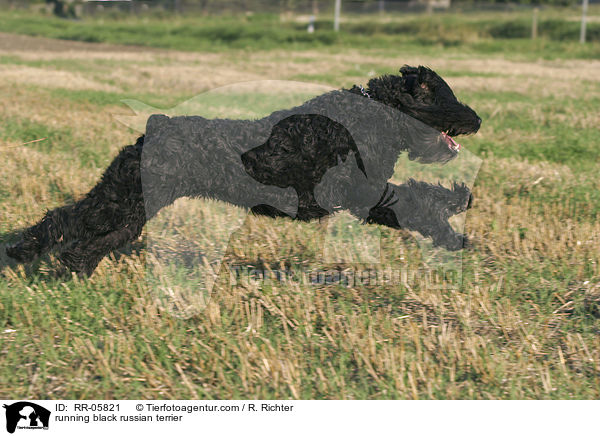 rennender Schwarzer Russischer Terrier / running black russian terrier / RR-05821