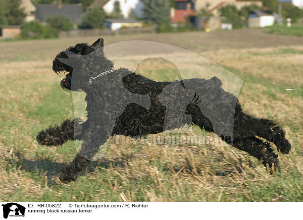 rennender Schwarzer Russischer Terrier / running black russian terrier / RR-05822