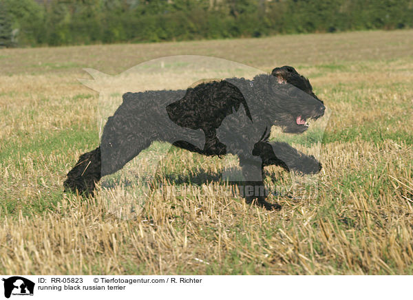 running black russian terrier / RR-05823