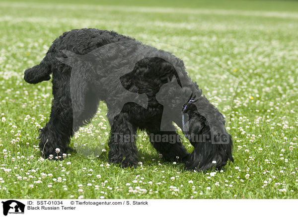 Black Russian Terrier / SST-01034