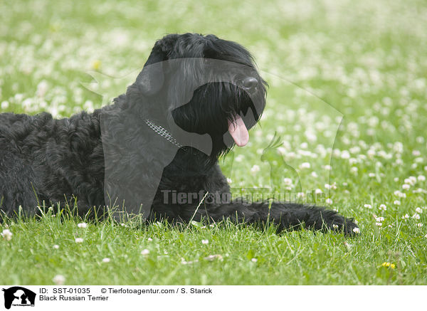 Schwarzer Russischer Terrier / Black Russian Terrier / SST-01035