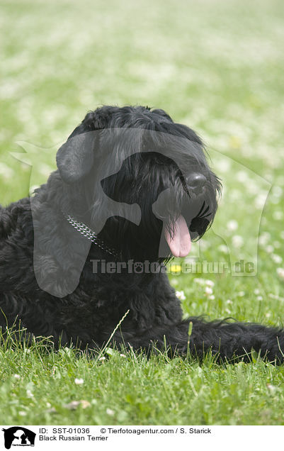 Black Russian Terrier / SST-01036