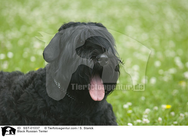 Schwarzer Russischer Terrier / Black Russian Terrier / SST-01037