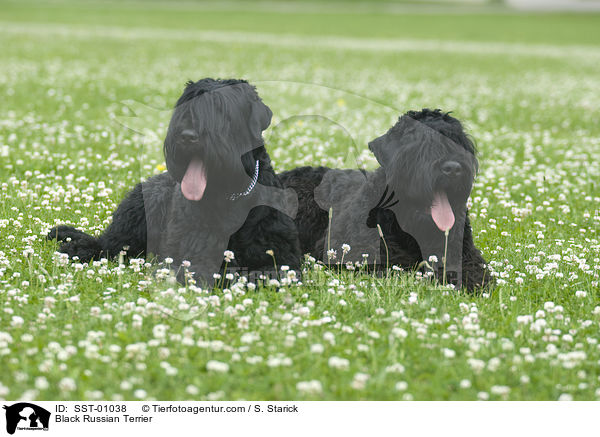 Schwarzer Russischer Terrier / Black Russian Terrier / SST-01038