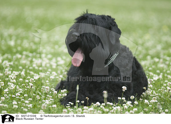 Schwarzer Russischer Terrier / Black Russian Terrier / SST-01039
