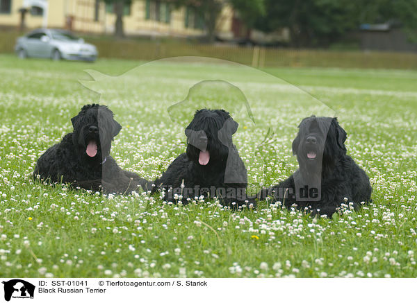 Schwarzer Russischer Terrier / Black Russian Terrier / SST-01041