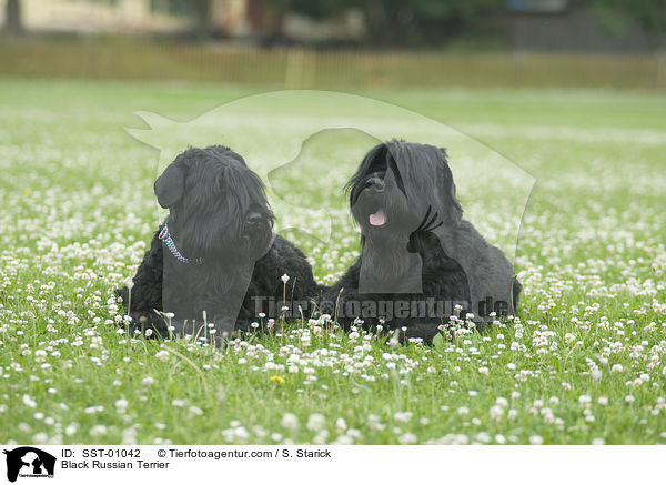 Schwarzer Russischer Terrier / Black Russian Terrier / SST-01042