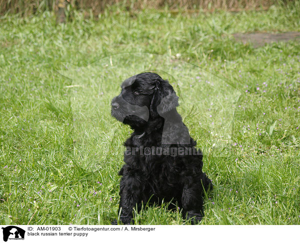 Schwarzer Russischer Terrier Welpe / black russian terrier puppy / AM-01903