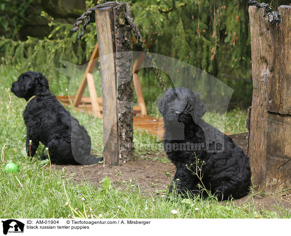 black russian terrier puppies / AM-01904