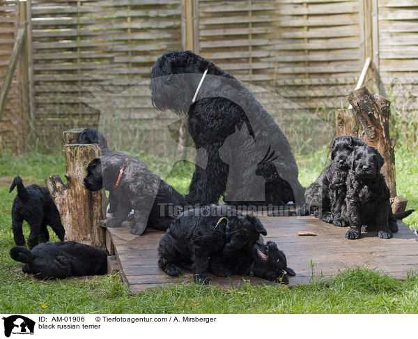Schwarzer Russischer Terrier / black russian terrier / AM-01906