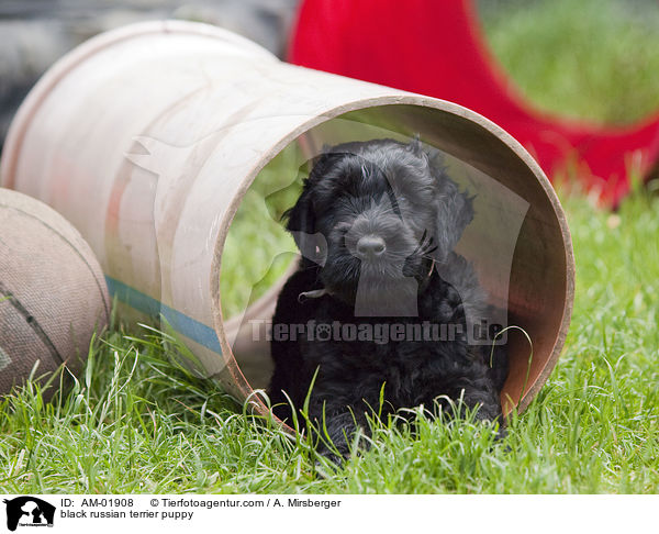 Schwarzer Russischer Terrier Welpe / black russian terrier puppy / AM-01908