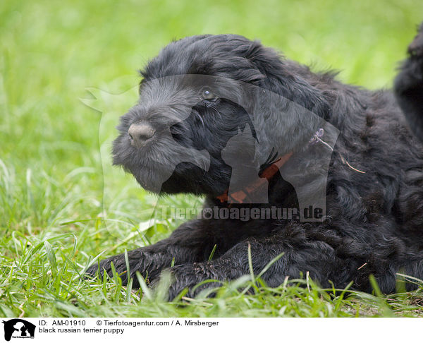 black russian terrier puppy / AM-01910