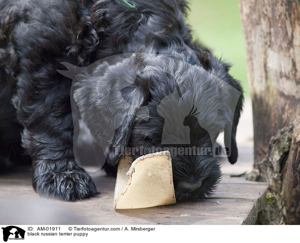 Schwarzer Russischer Terrier Welpe / black russian terrier puppy / AM-01911