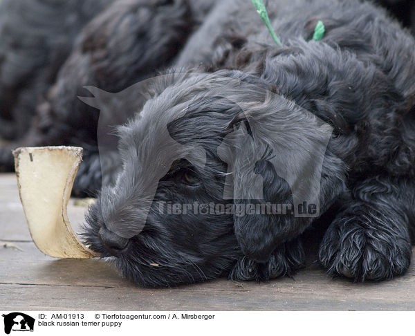 black russian terrier puppy / AM-01913