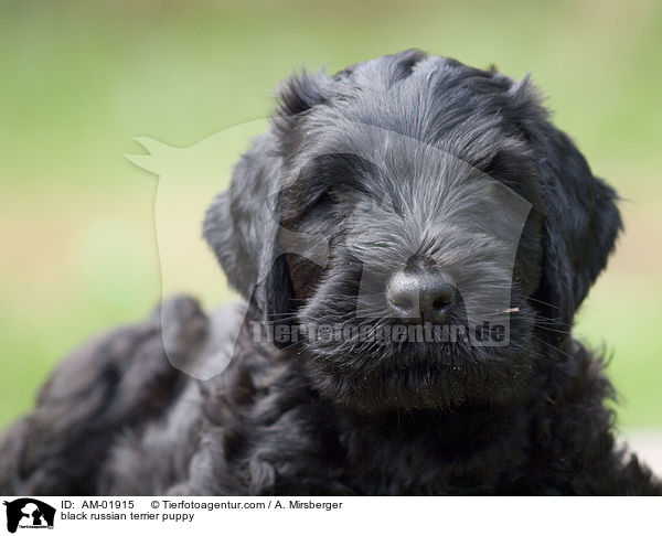 Schwarzer Russischer Terrier Welpe / black russian terrier puppy / AM-01915