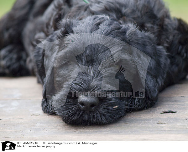 Schwarzer Russischer Terrier Welpe / black russian terrier puppy / AM-01916