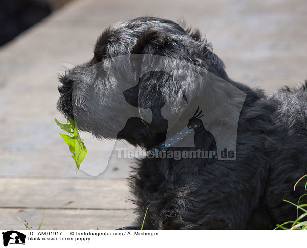 black russian terrier puppy / AM-01917