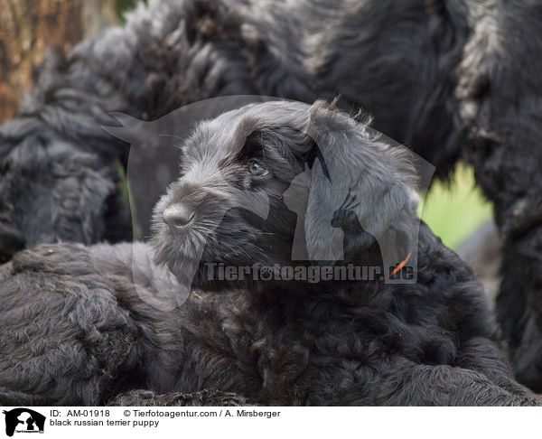 Schwarzer Russischer Terrier Welpe / black russian terrier puppy / AM-01918