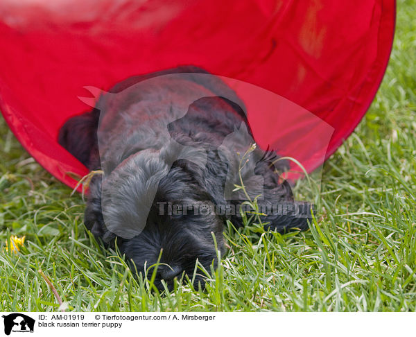 Schwarzer Russischer Terrier Welpe / black russian terrier puppy / AM-01919