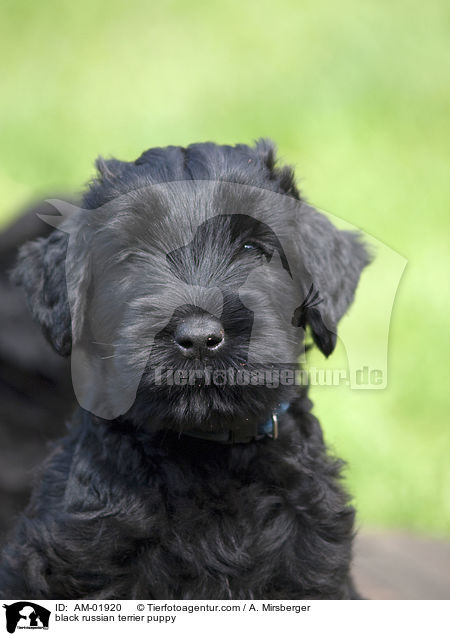 black russian terrier puppy / AM-01920