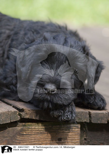 black russian terrier puppy / AM-01921