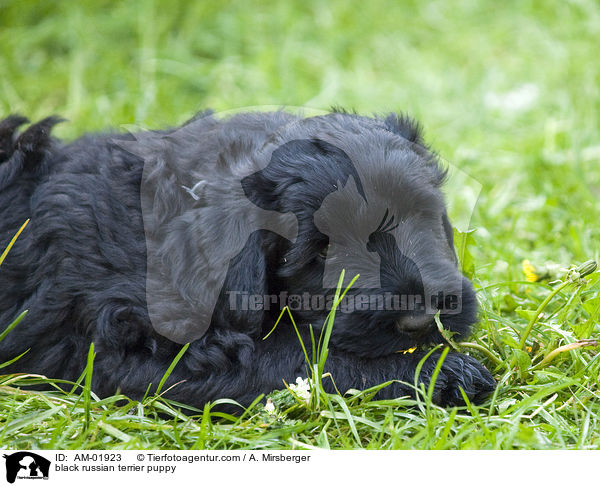 Schwarzer Russischer Terrier Welpe / black russian terrier puppy / AM-01923