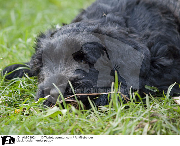 Schwarzer Russischer Terrier Welpe / black russian terrier puppy / AM-01924