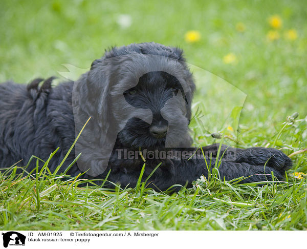 black russian terrier puppy / AM-01925