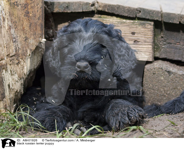 Schwarzer Russischer Terrier Welpe / black russian terrier puppy / AM-01926