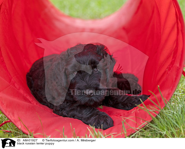 Schwarzer Russischer Terrier Welpe / black russian terrier puppy / AM-01927