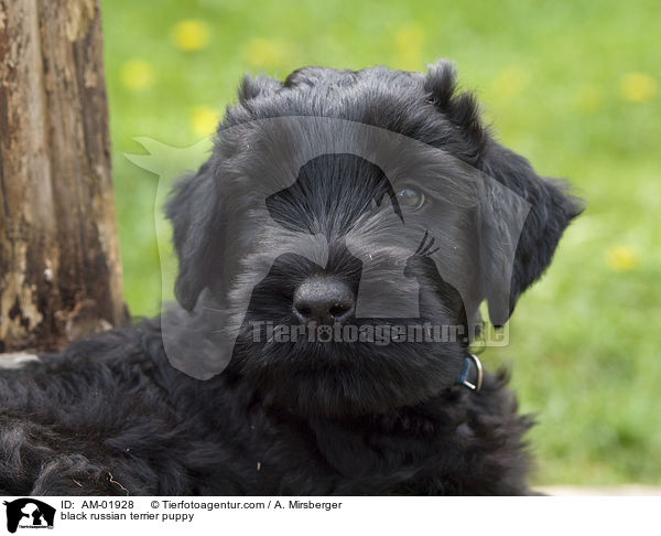 Schwarzer Russischer Terrier Welpe / black russian terrier puppy / AM-01928