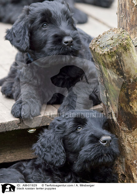 Schwarze Russische Terrier Welpen / black russian terrier puppies / AM-01929