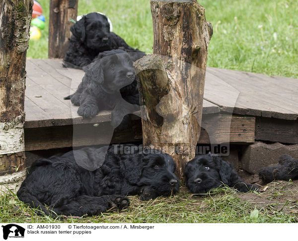 Schwarze Russische Terrier Welpen / black russian terrier puppies / AM-01930
