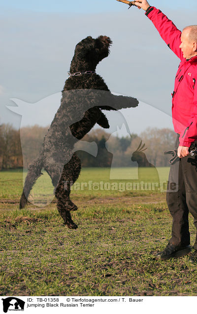 jumping Black Russian Terrier / TB-01358