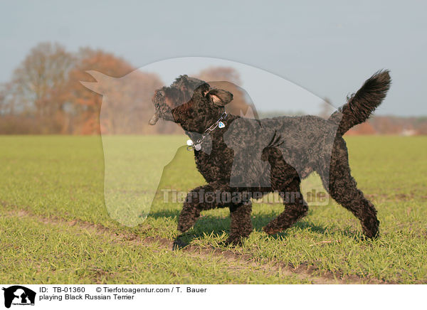playing Black Russian Terrier / TB-01360